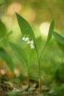 Keine Orchidee