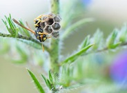 Feldwespe an ihrem Nest