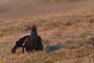 Birkhahnbalz