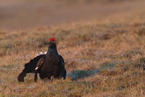 Birkhahnbalz