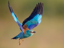 Blauracke im Flug