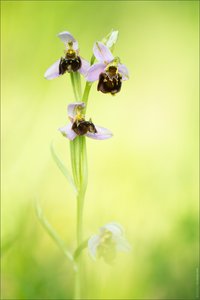 Orchideenzeit