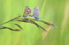 Ein gewagter Balanceakt