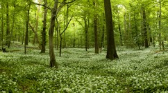 Bärlauchwald