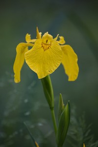 Leuchten im Auwald