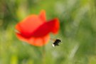 Hummel und Mohn