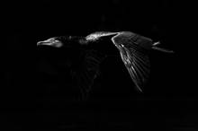 Dunkler Drache