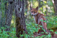 Junger Fuchs