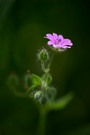 Allerweltsblümchen