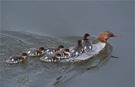 Kleine Faulpelze