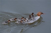 Kleine Faulpelze