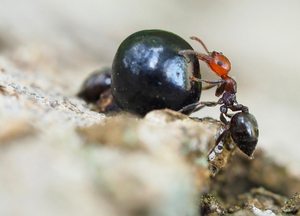 Knotenameise (Crematogaster scutellaris)