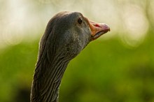 Portrait Graugans
