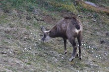 Gamsbock