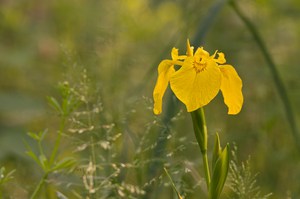Sumpf-Schwertlilie im Morgenlicht