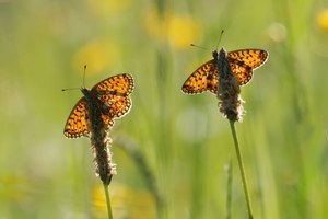 kleine Sonnenanbeter