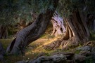 Alte Gesellen im Abendlicht