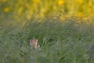 Prüfender Blick aus dem Gras