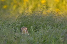 Prüfender Blick aus dem Gras