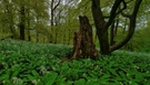 Teutoburger Wald