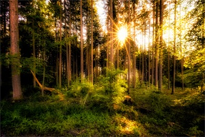 Waldfrühling