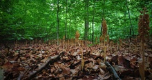 Vogel-Nestwurz-Wald