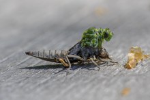 7a: Westliche Keiljungfer (Weibchen)