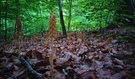 Vogel-Nestwurz-Wald #2