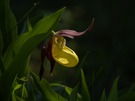 Gelber Frauenschuh  ( Cypripedium calceolus )