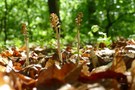 Vogel-Nestwurz