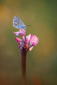 Bläuling trifft Orchidee