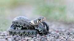 Natrix-Natrix