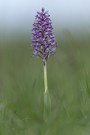 Orchis militaris