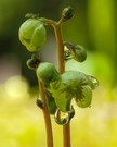 Grünliches wintergrün ( pyrola chlorantha )