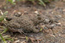 Gelbbauchunke auf dem Weg zum Tümpel