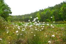 Am Mümmelkesee