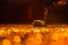 Ein goldener Morgen am Fluss