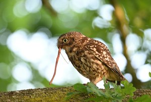 Der frühe Vogel fängt den Wurm.