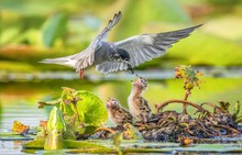 Mutterliebe im Anflug