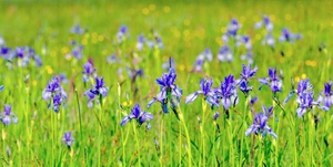 Orchideenwiese