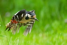 Invasion der Buntspechte