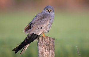 Mal wieder was aus dem Oderbruch - die Wiesenweihe