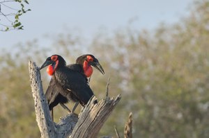 Südliche Hornraben (Rotwangenhornraben)
