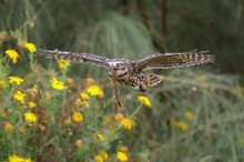 Steinkauz mit Skolopender