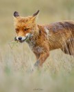 Fuchs, du hast ...