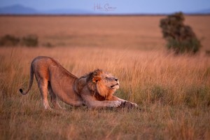 Yoga-Löwe