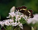 Schmetterling und die Blume
