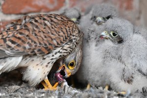 Fressen und gefressen werden