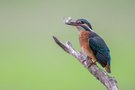 Jungeisvogel mit Grundel