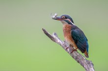 Jungeisvogel mit Grundel